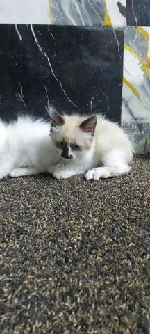 Chat siamois Ragdoll et Snowshoe - 2