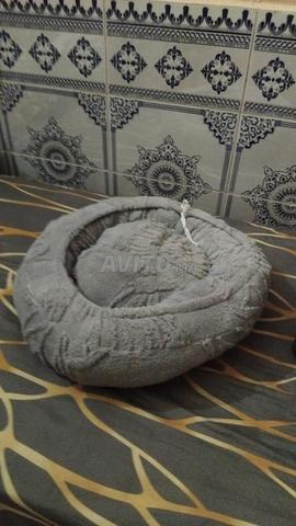 وسادة للقطط