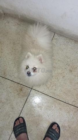 Spitz Pomeranian - 2