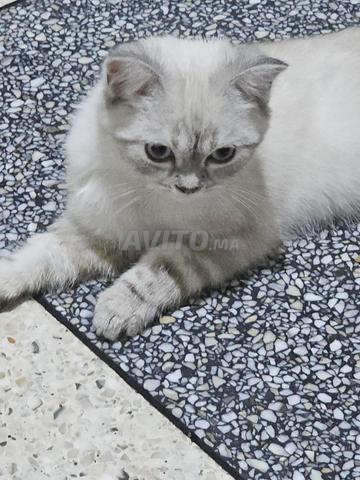 Femelle British Lynx Point 3 mois vaccinée - 2