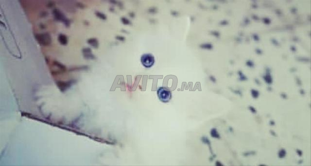 Petit chaton mignon - 2