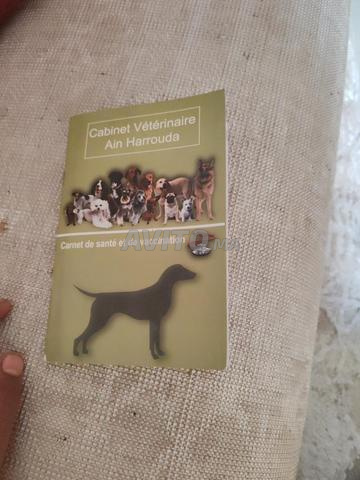 Chienne Malinois Charbon, 2 mois - 2