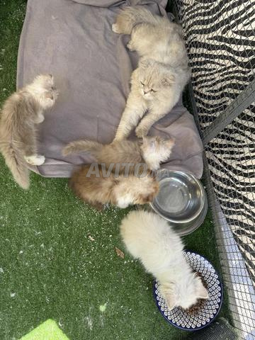 Scottish Fold straight Highland - 2