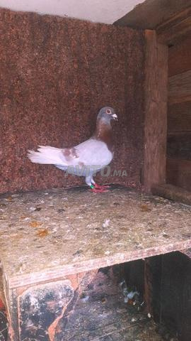 Pigeon voyageur vitesse - 2