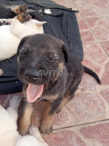 Chiots Berger Allemand