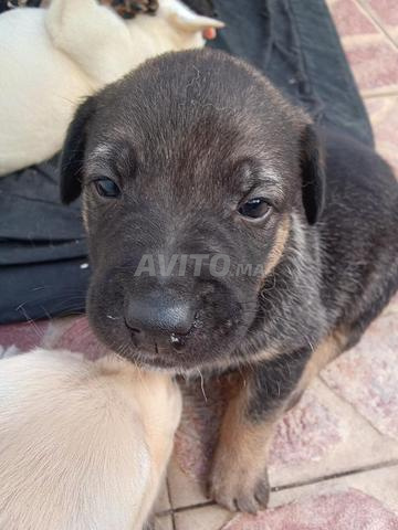 Chiots Berger Allemand - 2