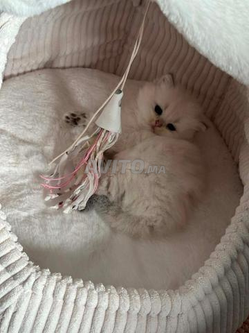 Chaton Scottish Fold Highland - 2