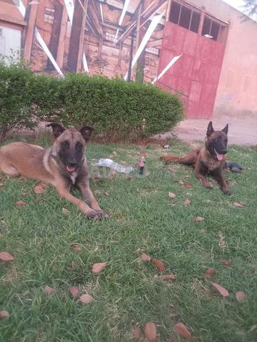 Mâle Malinois à vendre, 1 an, discipliné - 2