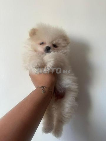 Spitz pomeranian pur - 2