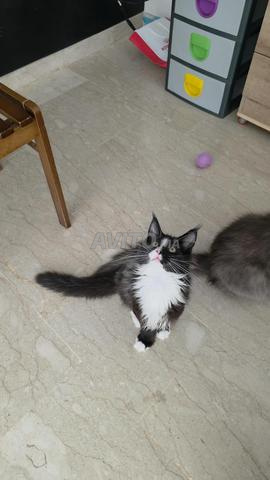 Magnifique Chaton Maine Coon LOOF WCF