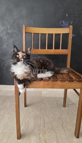 Femelle Maine Coon d'Exception Pedigree WCF - 2