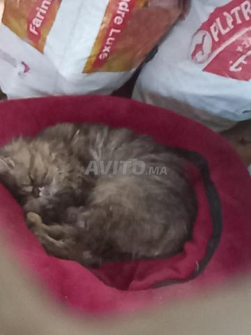 Joli chat domestique - 2