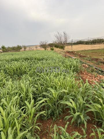 6 هكتار للبيع - 2