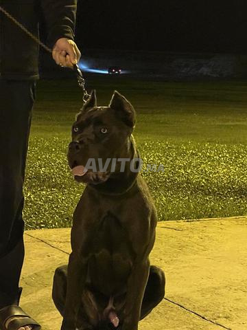 Cane Corso - 2