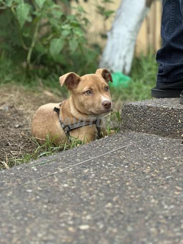 chienne a vendre - 2