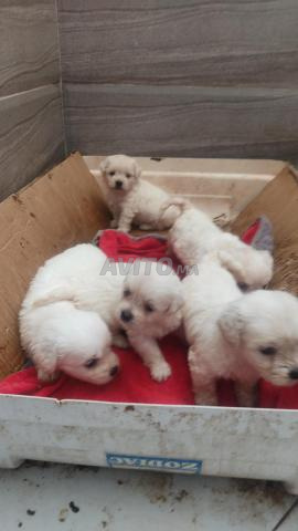 Bichon Maltais