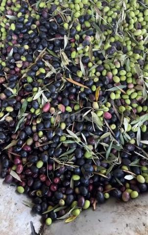 Huile d’olive [5 Litres] Rif (Dar Kebdani)