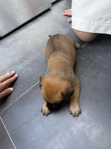 Adorable chiot malinois mâle pure race - 2
