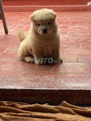 Chow Chow à vendre - 2