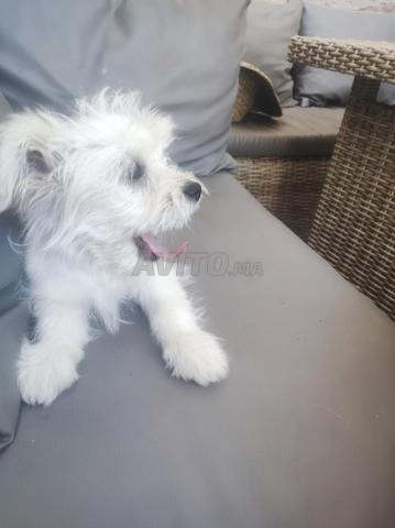 12/06/2026 caniche bichon 3 mois - 2