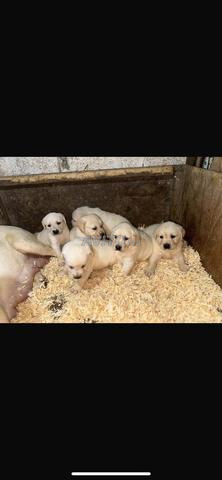 Chiot Labrador