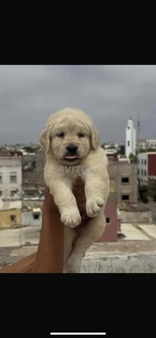 Chiot et chien Golden Retriever - 2