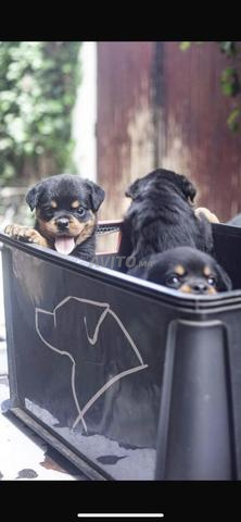 Rottweiler pedigree chiot - 2