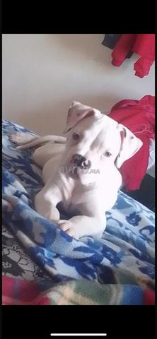 Chiot Dogo Argentino - 2