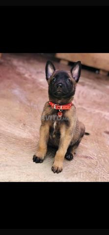 Chiot malinois - 2