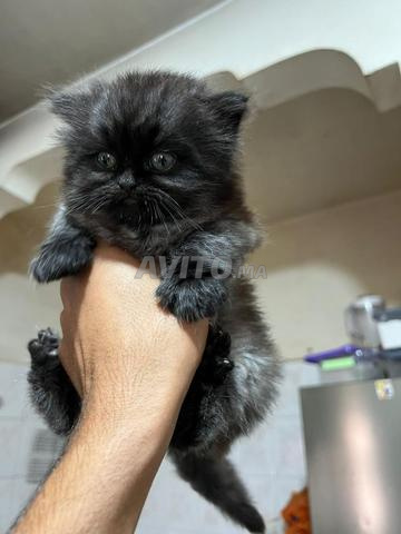 Chaton persan - 2