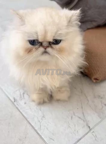 Chat persan chinchilla