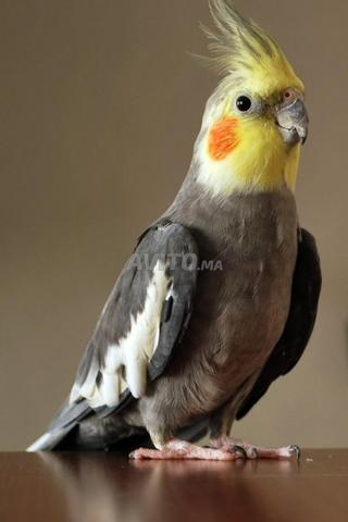 Perroquets Cockatiel Latino 200dh et Abyssien 170dh - 2