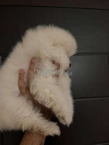 Mâle Spitz Poméranien pedigree - 2