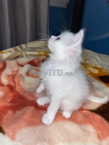 Chats persans - 2