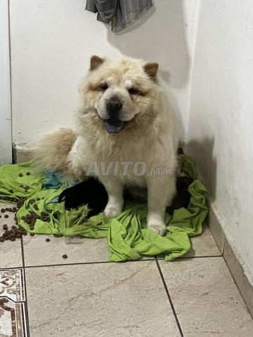 Chiots chow chow pure race - 2