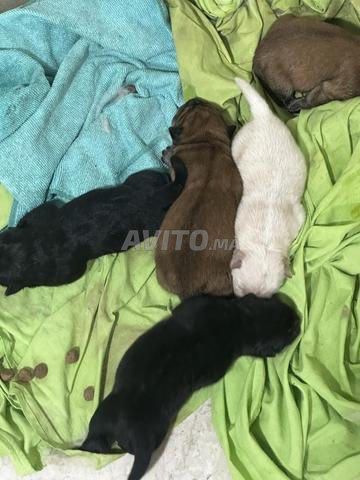 Chiots chow chow - 2