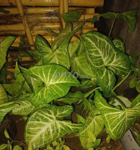 Plantes d'ornement intérieur et extérieur - 2