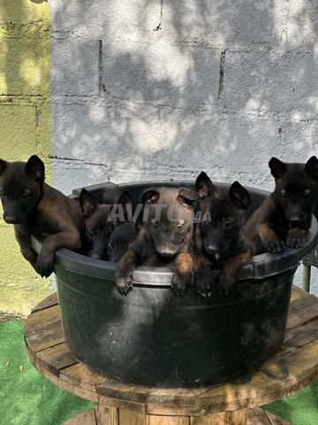 Chiots Malinois Charbonnier - 2
