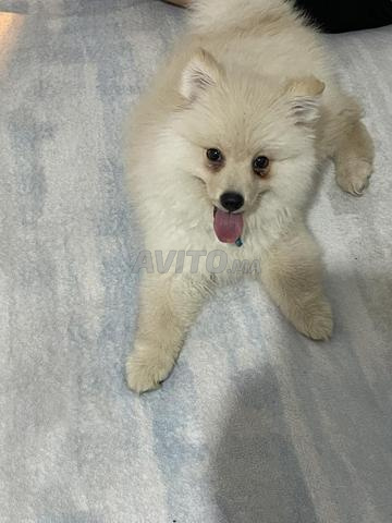 Spitz allemand - 2