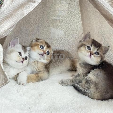 Chatons Scottish fold & British short hair - 2