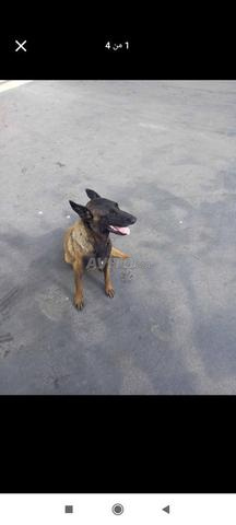 Chiens Malinois de garde, un mois - 2