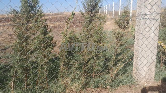 مزرعة للبيع - 2