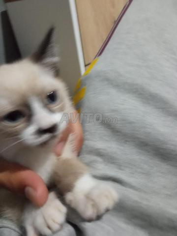 Chats très propres, 1 mois - 2