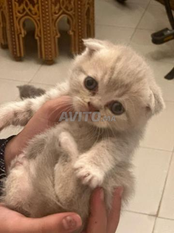 قطط سكوتش ستريت وفولد
