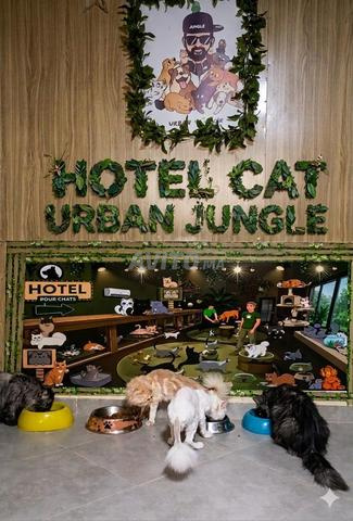 Hôtel pour chats - 2