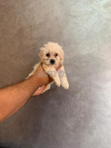 Bichon Maltais - 2