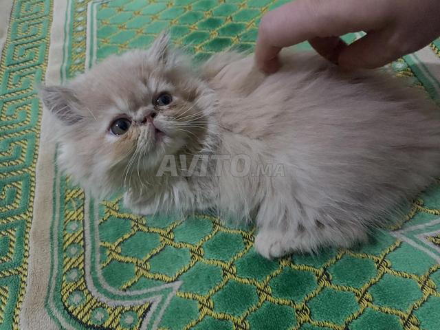 قط فارسي