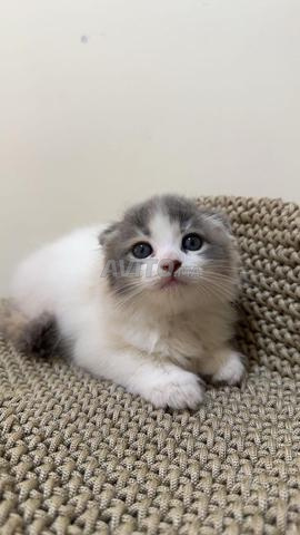 Chaton Scottish Fold - 2