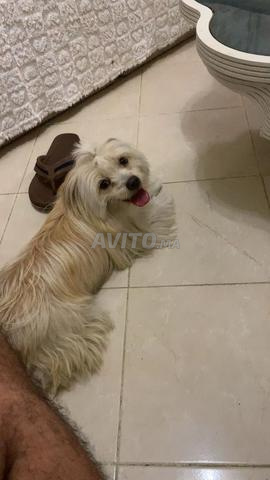 كلب بيشون صغير وجميل بسعر مناسب - 2