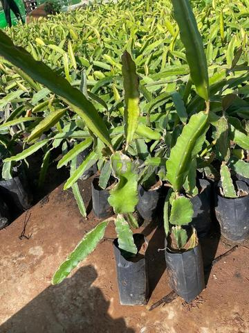 FRUIT DU DRAGON, PITAYA, Plante de fruit du dragon